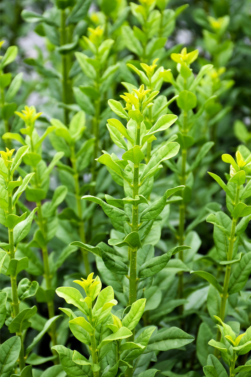 Privet, Straight Talk