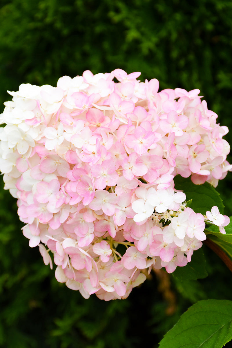 Hydrangea, Paniculata Strawberry Shake