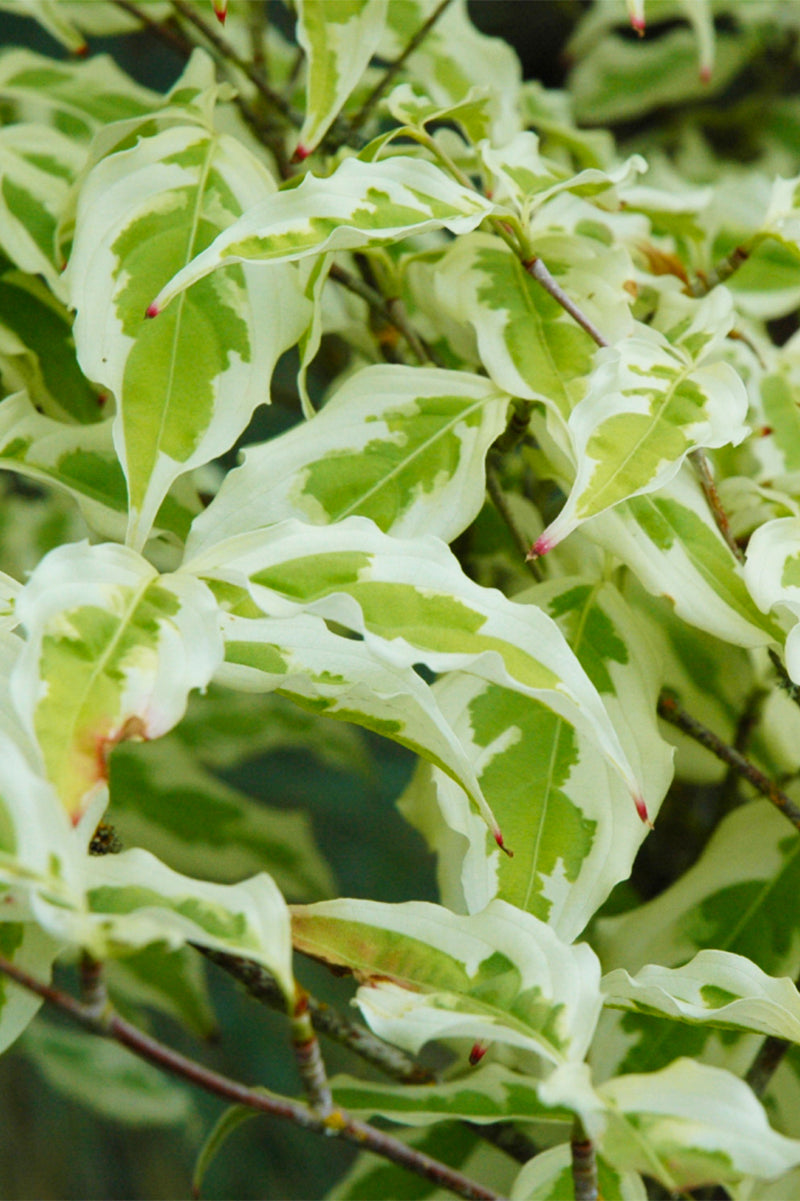 Dogwood, Kousa Smmr Fun