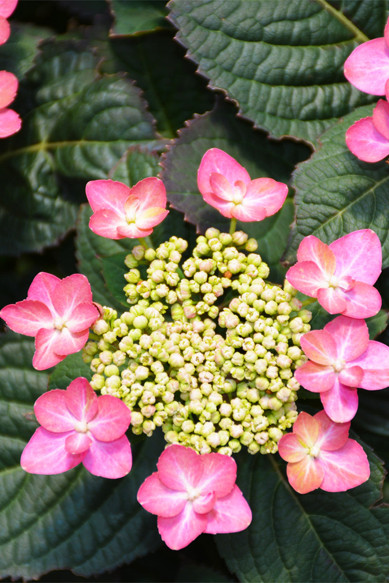 Hydrangea, Tiny Tuff Stuff Red