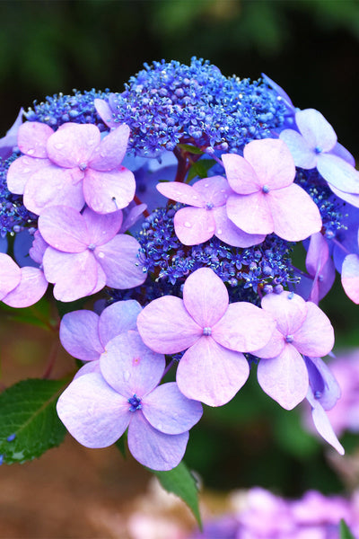 Hydrangea4937 0502 指定07 L300-21.jpg