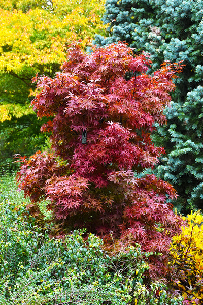 Maple, Japanese Red Sentinel