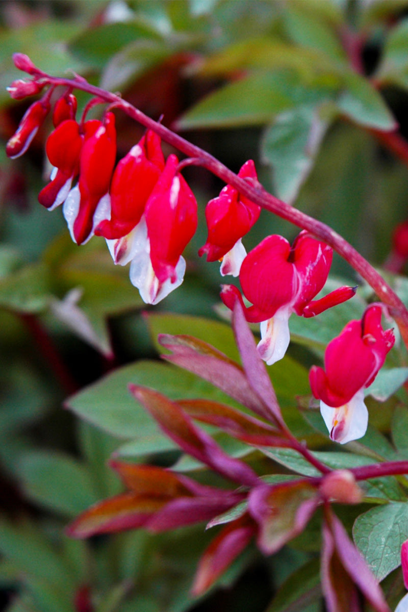 Bleeding-Heart, Valentine