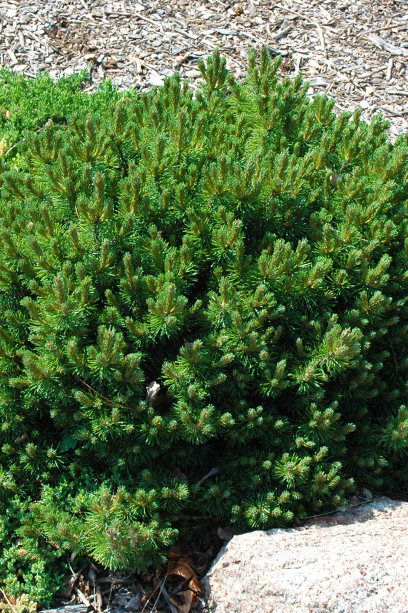 Pine, Mugo Valley Cushion