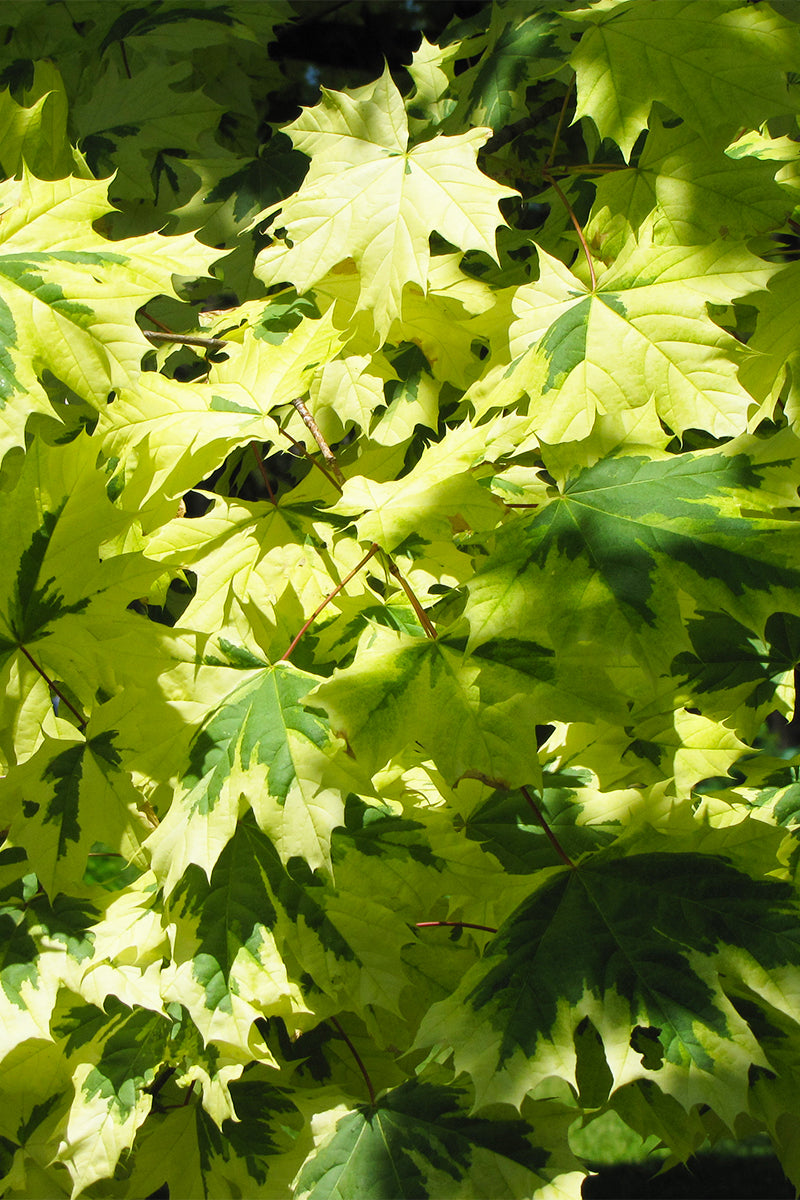 Maple, Norway Variegated