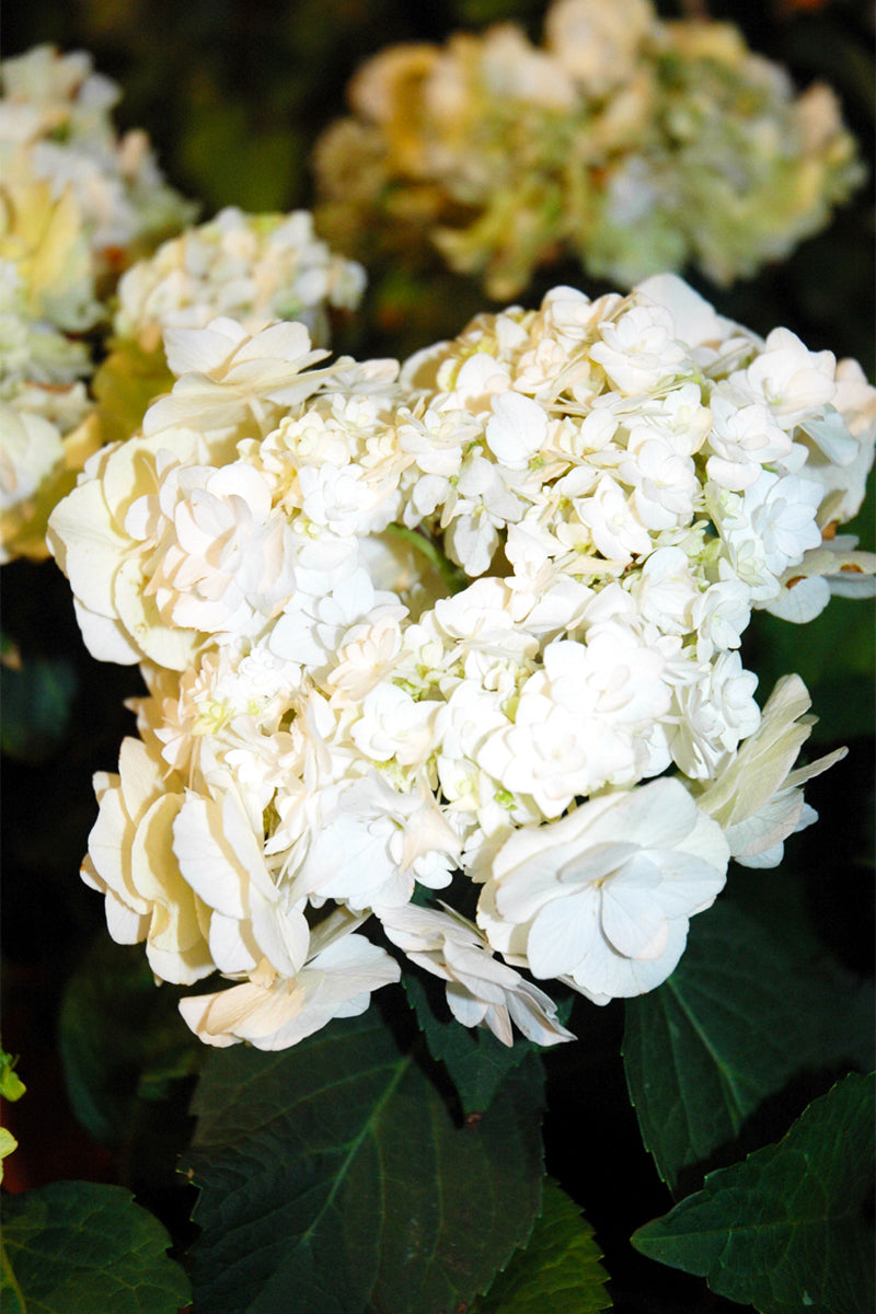 Hydrangea macrophylla 'Wedding Gown' | Hydrangea macrophylla, White flower  farm, Hydrangeas wedding