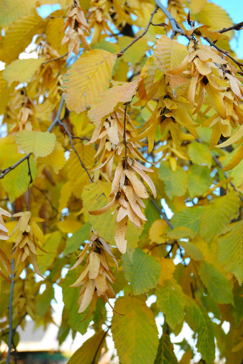 Hornbeam, Eur Weeping