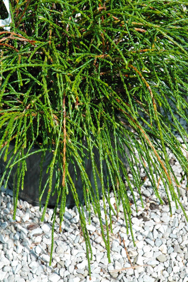 Arborvitae, Western Whipcord