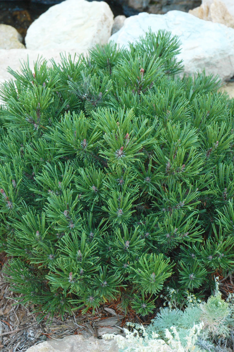 Pine, Mugo White Bud