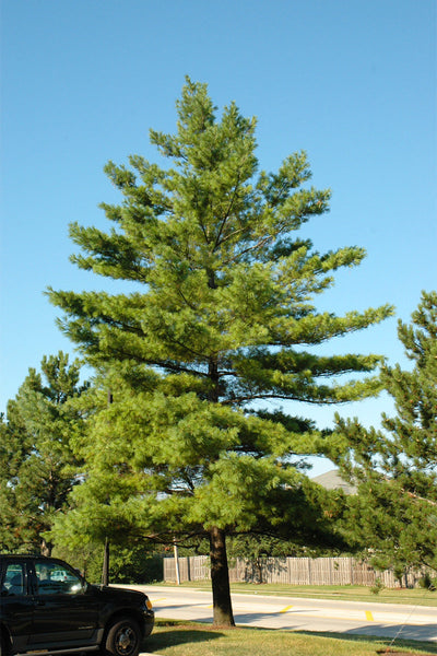 Pine, White Stowe Pillar