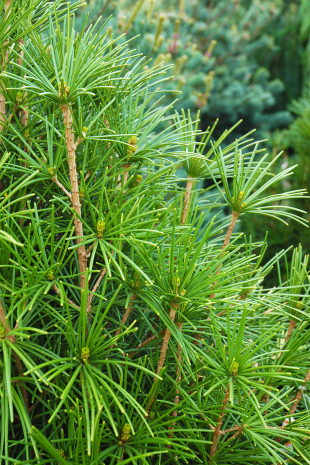 Pine, Umbrella Wintergreen