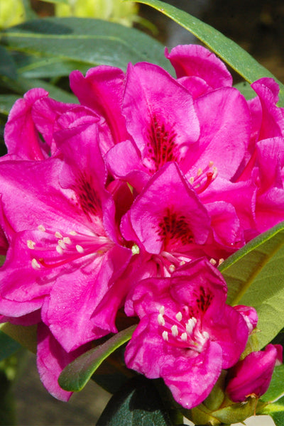 rhododendron dark pink Rhododendron, Wyandanch Pink – Chalet