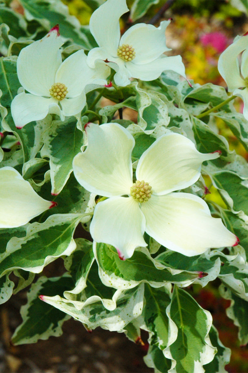 Dogwood, Kousa Wolf Eyes