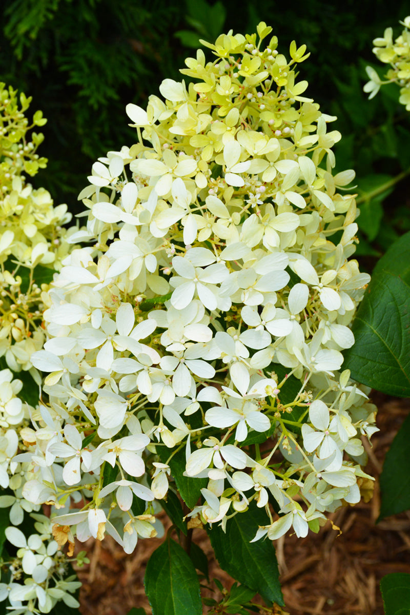 Hydrangea Panicle, Zinfin Doll