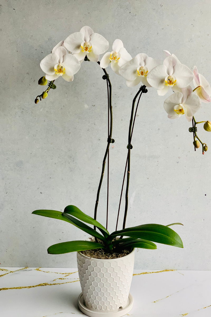 Orchid, Phalaenopsis 2SP White 4"