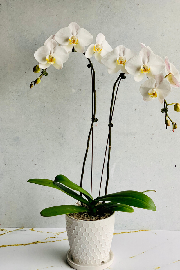 Orchid, Phalaeonopsis 2SP White 4"