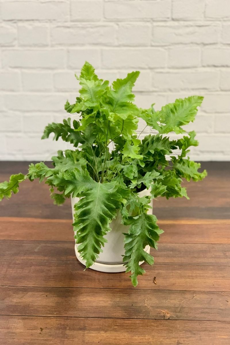 Fern, Ruffled Blue Star 12Cm