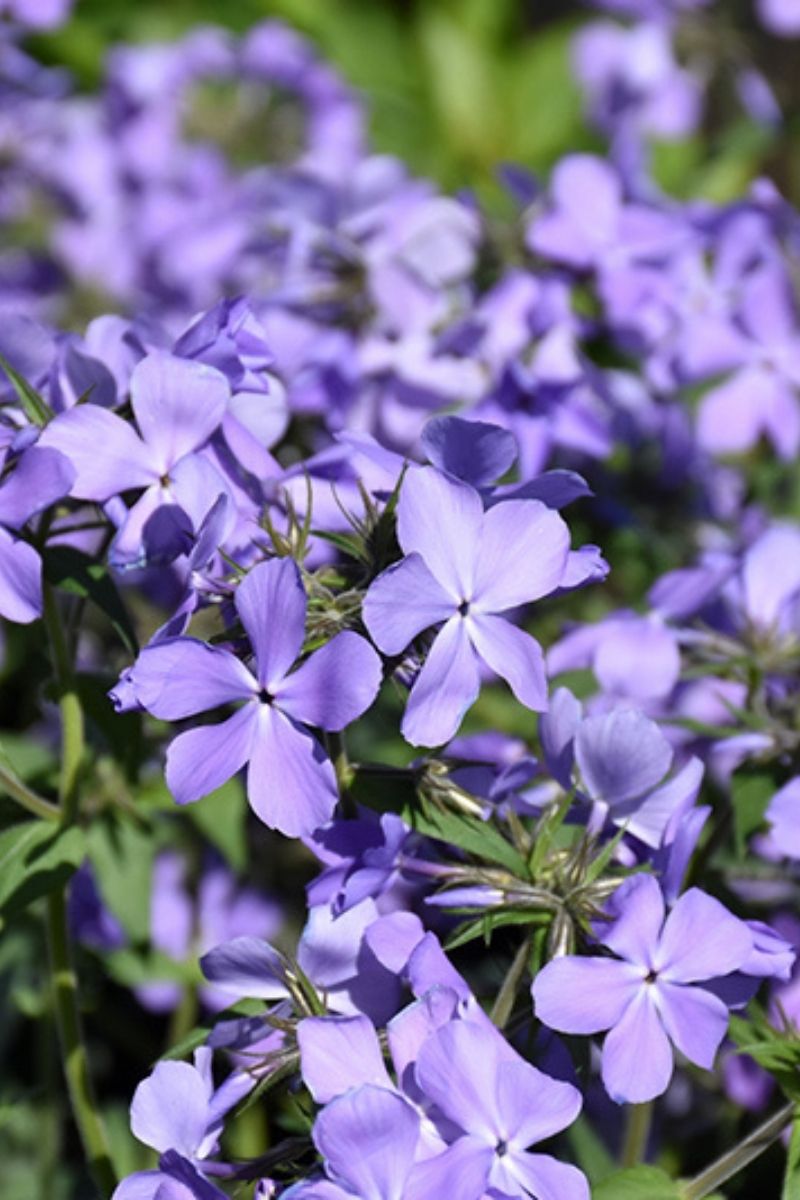Phlox, Wood- Blue Moon