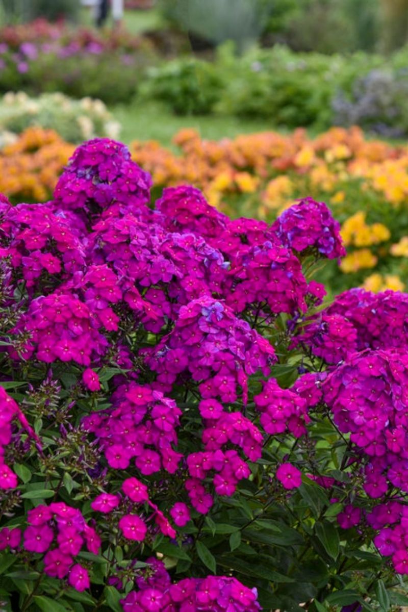 Phlox, Luminary Ultraviolet