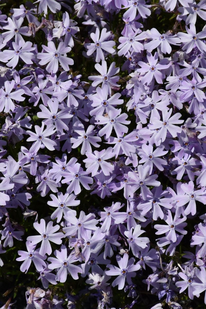 Phlox, Moss- Blue Emerald