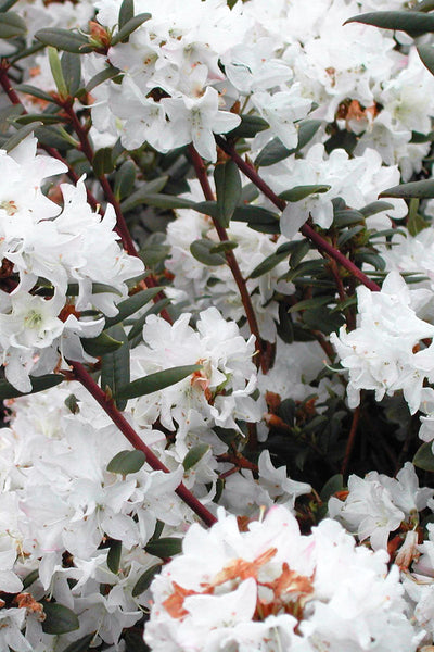Rhododendron, PJM Sugar Puff