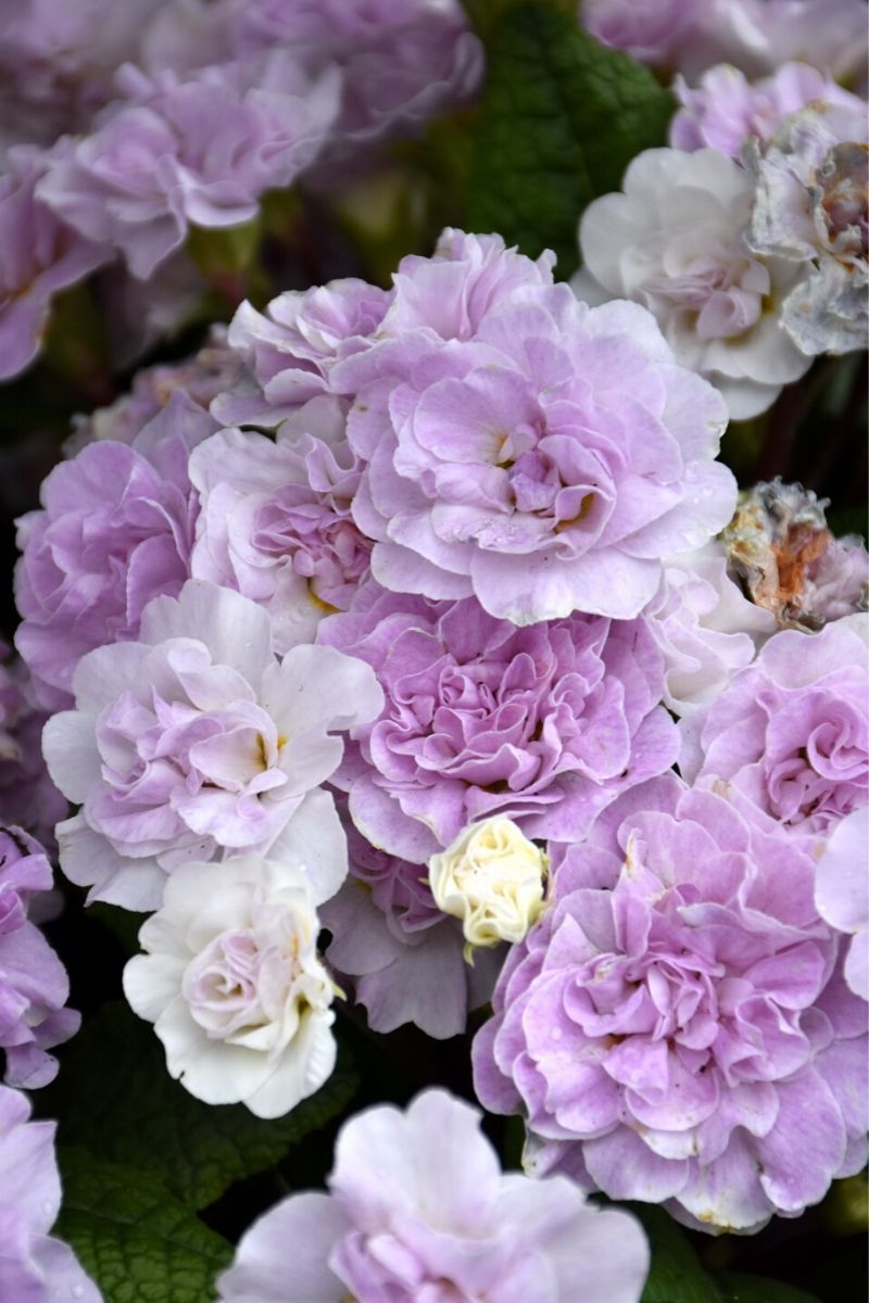 Primrose, Belarina Pink Ice