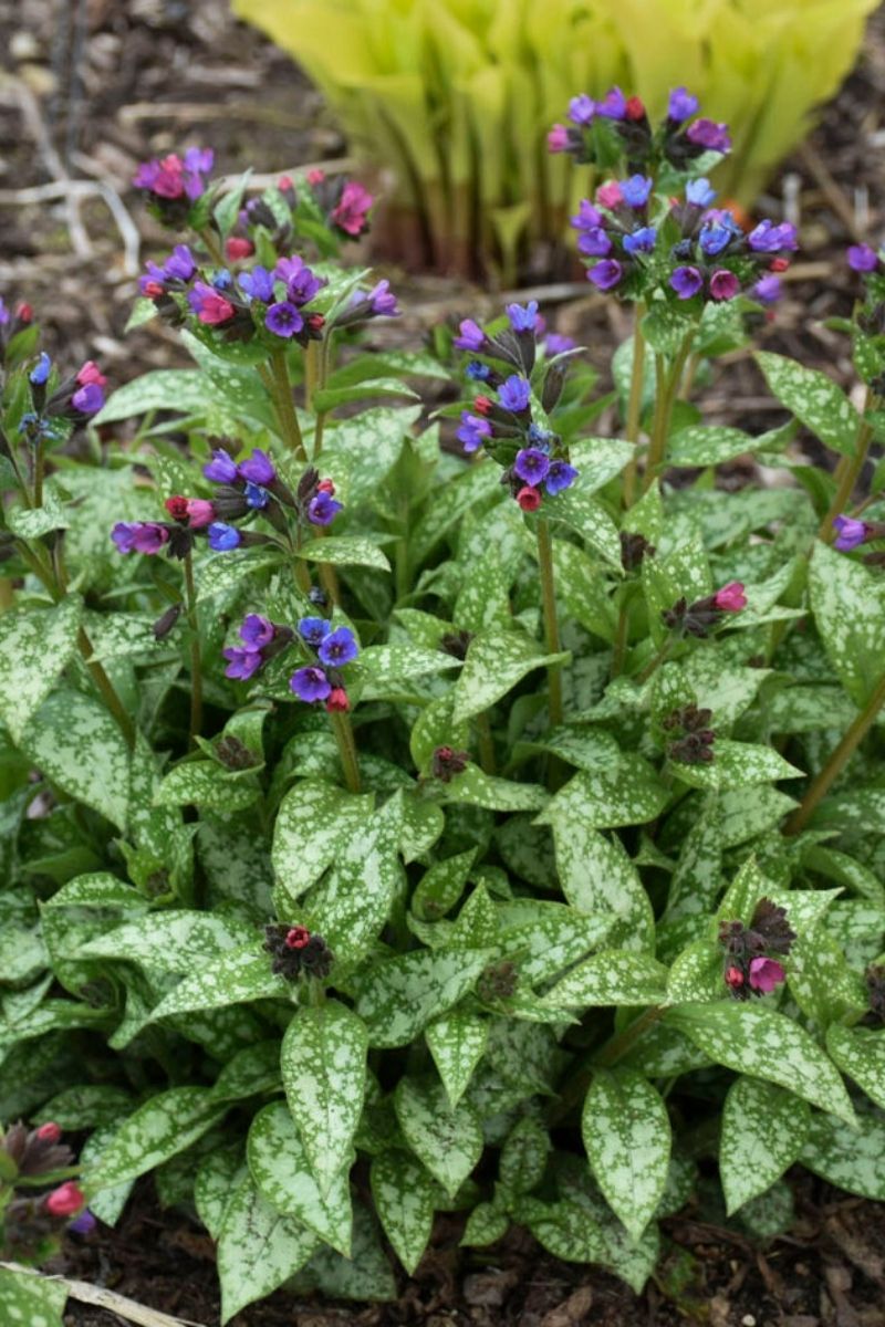 Lungwort, Spot On