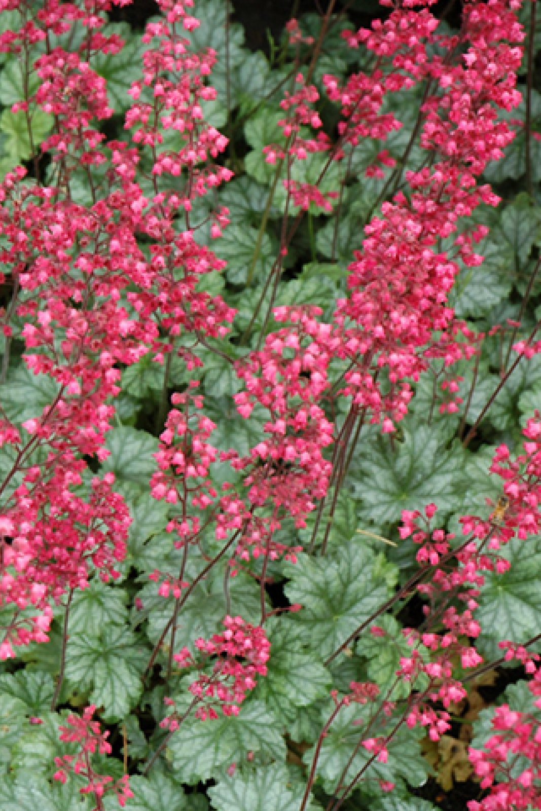 Coral Bells, Paris