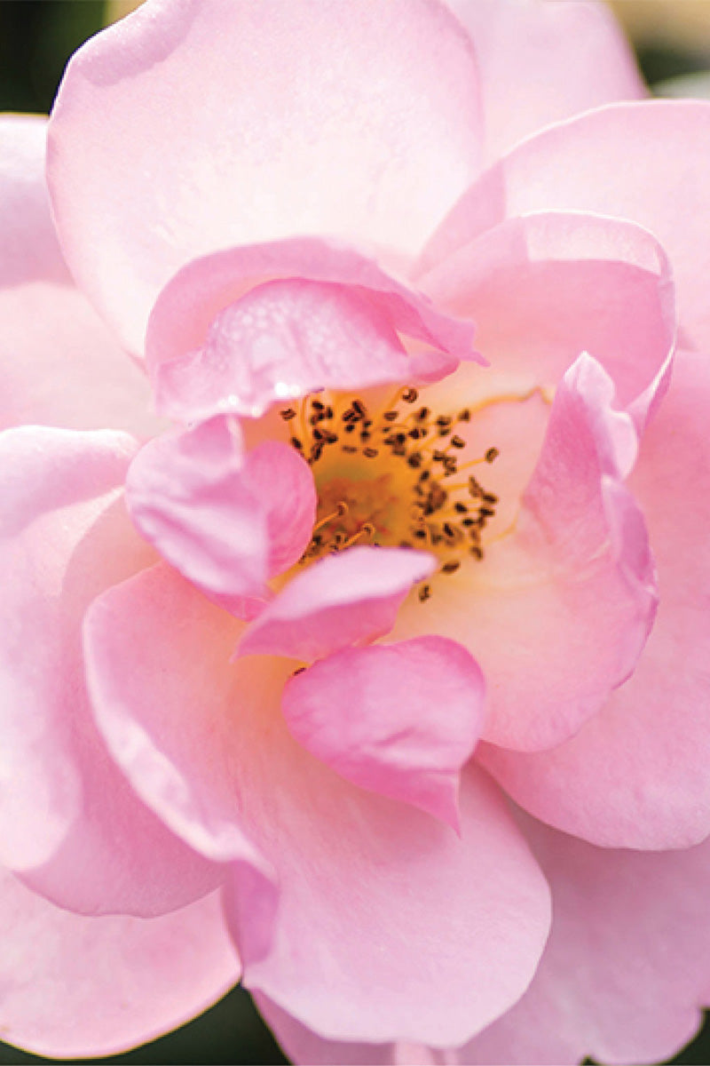 Rose, Knock Out Peachy