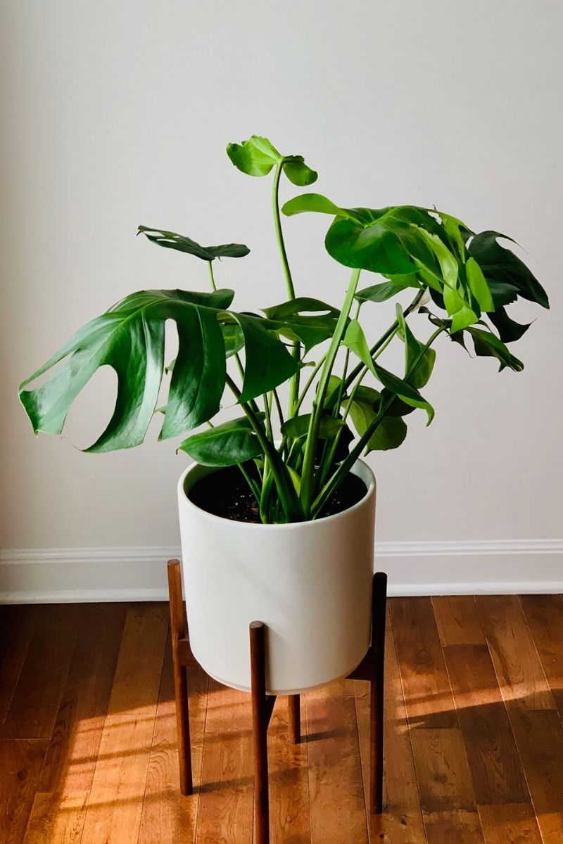 Monstera Deliciosa 8"