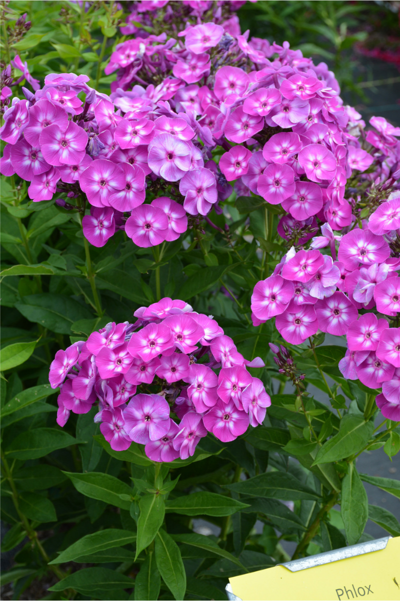 Phlox, Laura