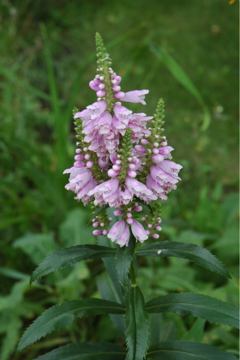 Obedient Plant, Native