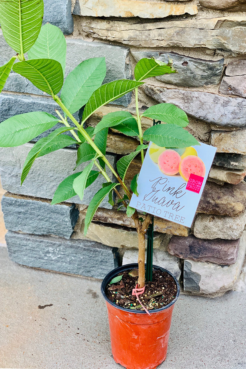 Citrus, Lemon Pink Variegated