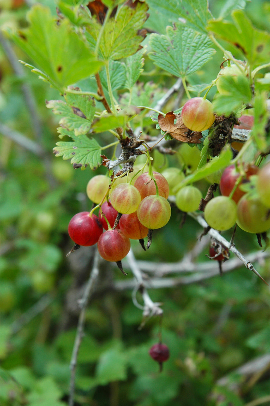 Fruit, Gooseberry Pixwell