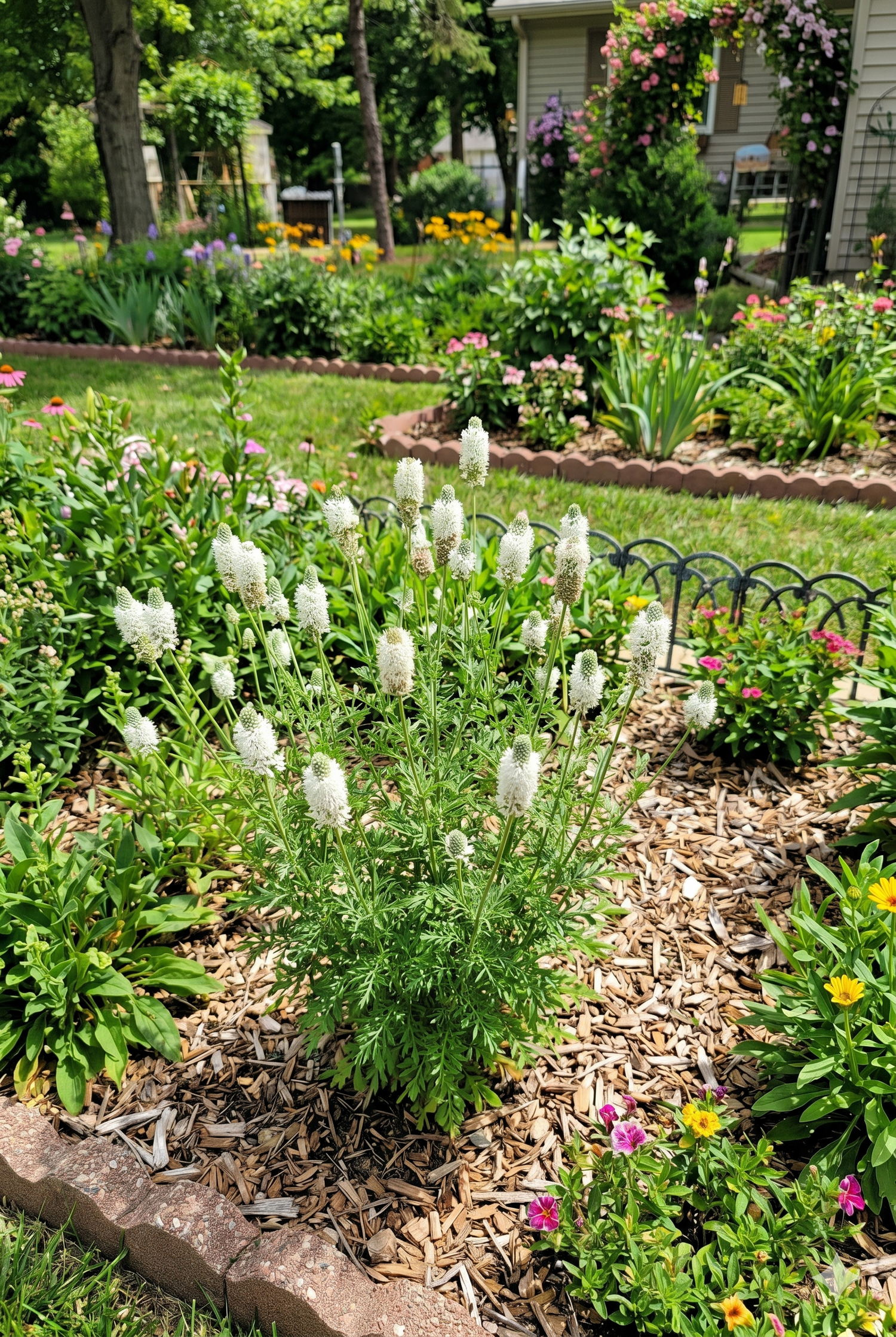 Prairie Clover, White