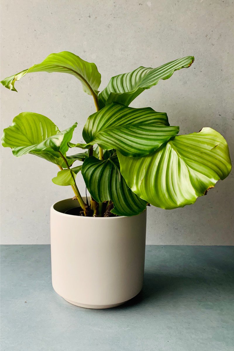 Calathea, Orbifoilia 6"