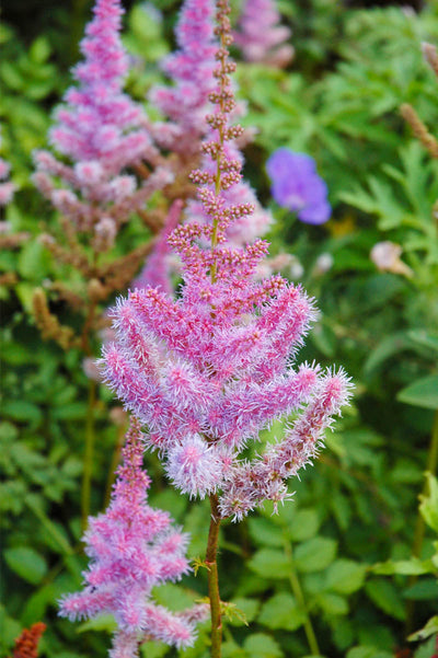 Astilbe, Purple Candles