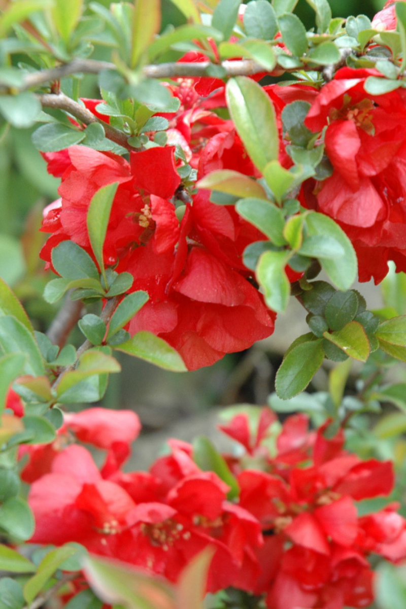 Quince, Texas Scarlet