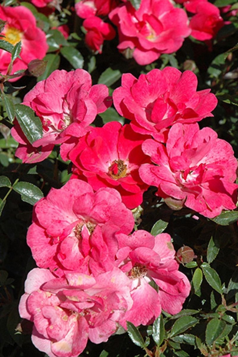 Rose, Floral Carpet Pink Sp