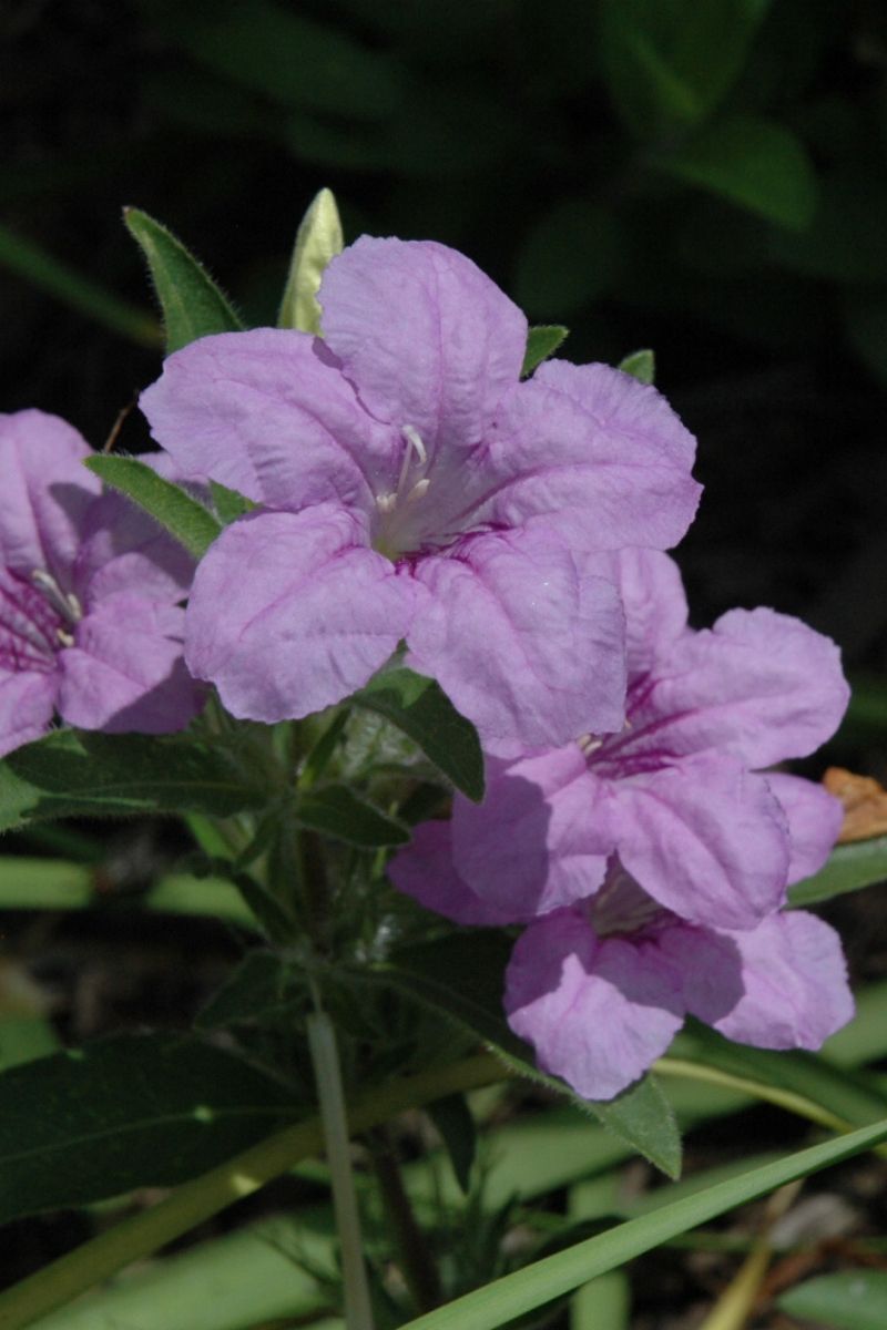 Wild Petunia