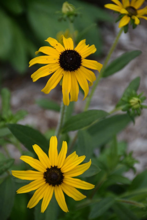 Black-Eyed Susan, American Gold Rush