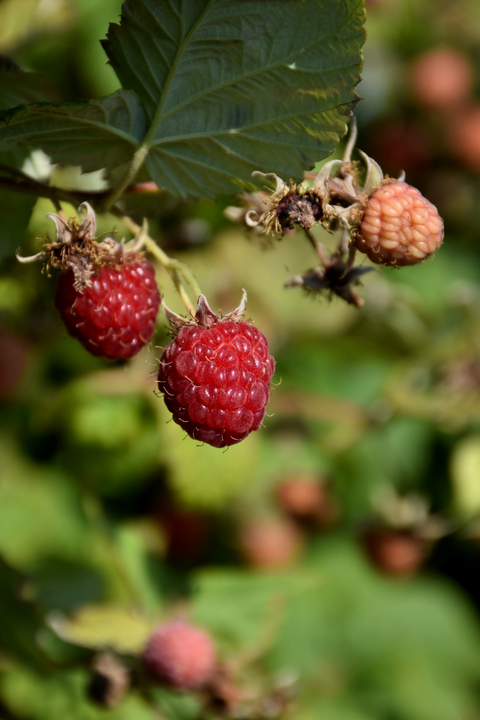 Fruit, Raspberry Caroline