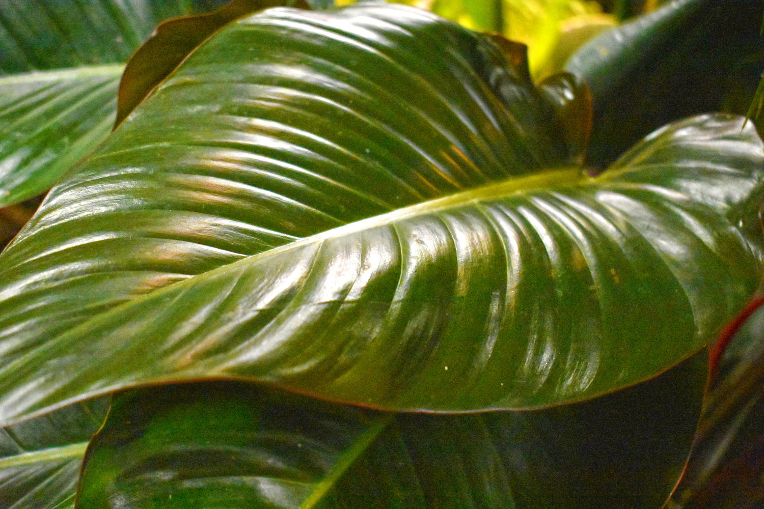 Philodendron, Rojo Congo 14"