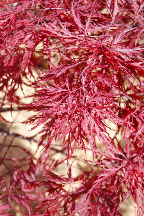 Maple, Japanese Red Dragon