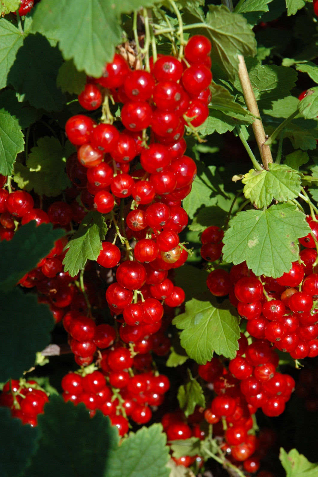 Fruit, Currant Red Lake