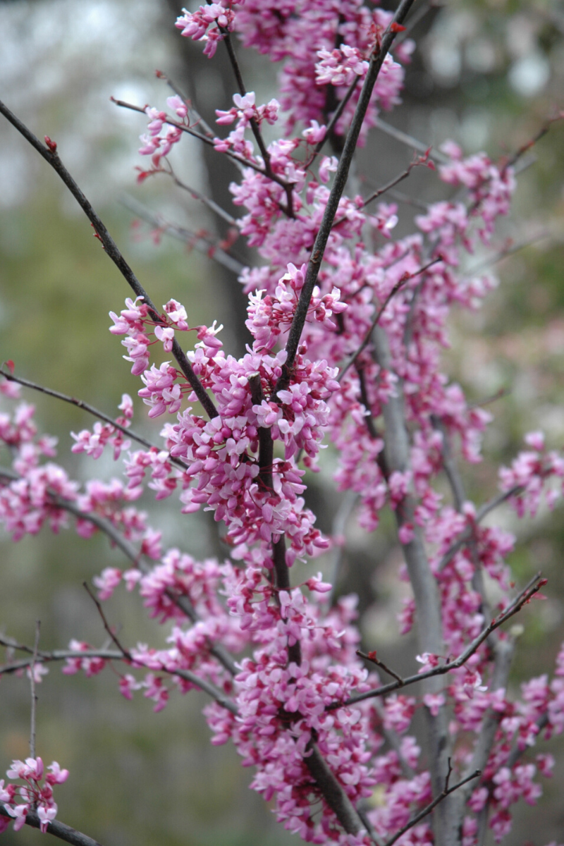 Redbud, Forest Pansy