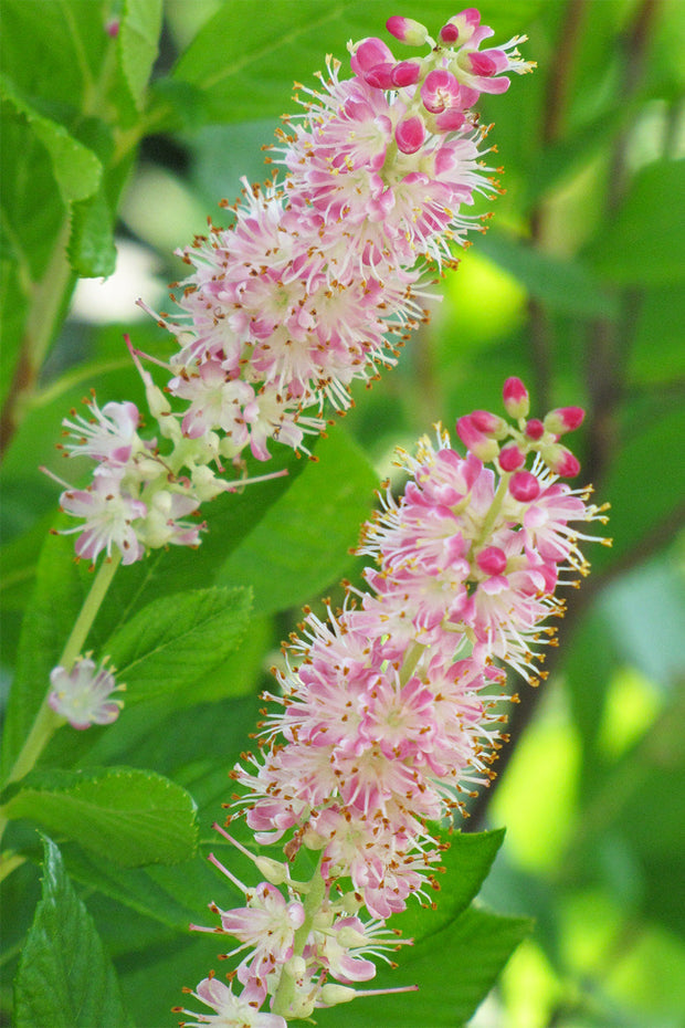 Clethra, Ruby Spice