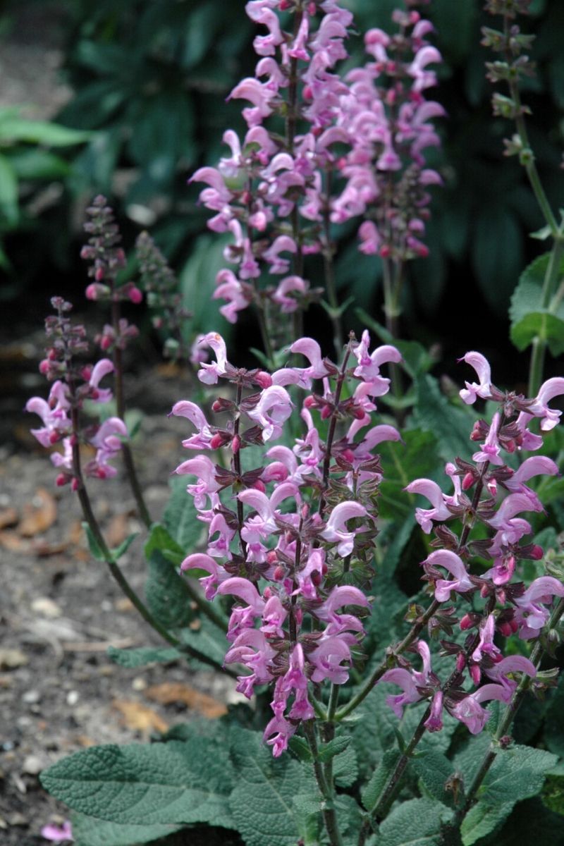 Salvia, Pink Dawn Color