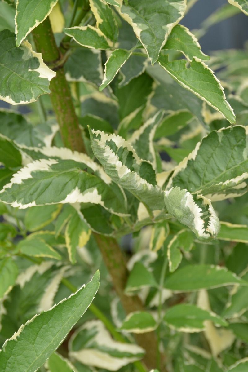 Elderberry, Instant Karma