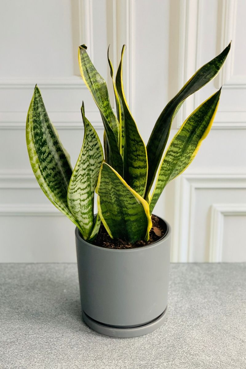 Snake Plant, Laurentii Superba 6"